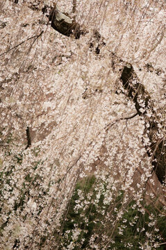 Cherry Blossom. A Close-up of Blossoming Wheeping Japanese Cherry Tree
