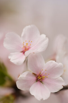 Cherry Blossom. A Close-up of Blossoming Wheeping Japanese Cherry Tree Flower Cluster