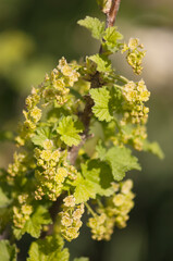 Blossoming Ribes rubrum garden bush
