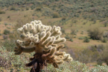 Jumping Cholla cactus in the Arizona desert near Mesa Arizona United States