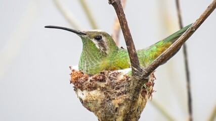 hummingbird feeding on a branch