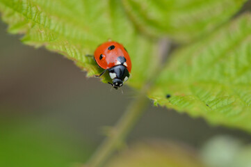 ladybird on a leaf