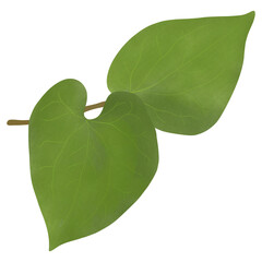 Houttuynia cordata, Cosmetic and medical illustration Design.
