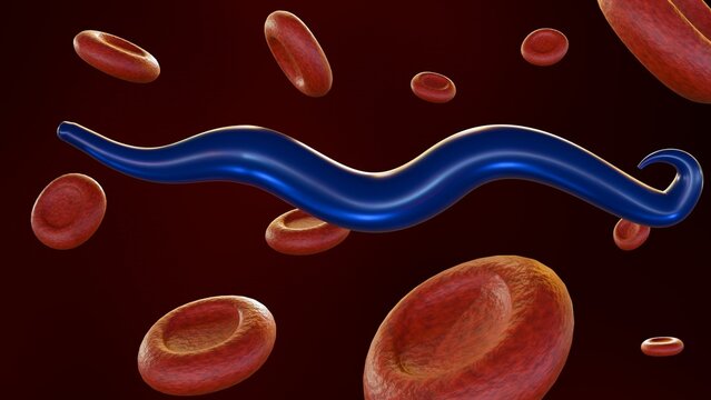 3d rendering of the Plasmodium falciparum infected red blood cells