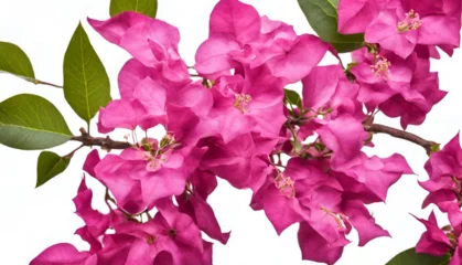 Poster Pink Bougainvillea flower on white background  © Ahmad