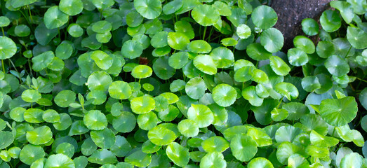 Fresh green nature herb leaves of centella asiatica (gotu kola)