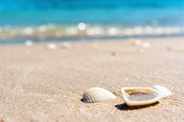 Seashells in the yellow warm sand on the beach. Blue blurry water waves on the back. Tranquil...
