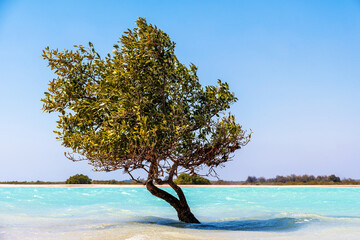 Single tropical tree grows from the turquoise water of the lagoon. Mountains range on the back. Exotic island