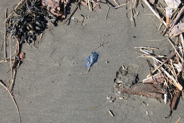 crab on the beach