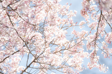 Obraz premium Tokyo, Cherryblossom in a park