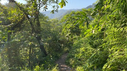 Fototapeta premium photography in nature on the way to Las Golondrinas waterfall in Cuetzalan del Progreso Puebla Mexico