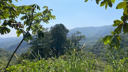 photography in nature on the way to Las Golondrinas waterfall in Cuetzalan del Progreso Puebla...