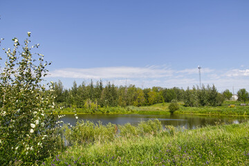 Obraz premium A Sunny Summer Day at Pylypow Wetlands