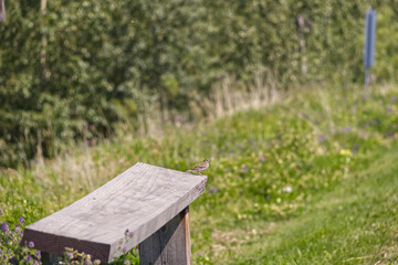 Fototapeta premium Little bird on a wooden bench