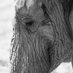 Fototapeta premium close up of an elephant