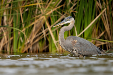 great blue heron