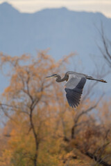 great blue heron in flight