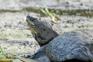 Snapping turtle 