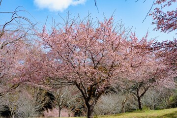 長湯の大漁桜