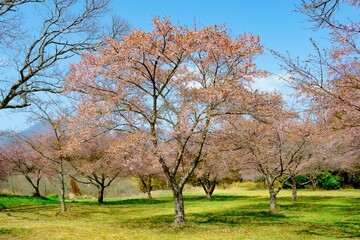 Fototapeta premium 長湯の大漁桜