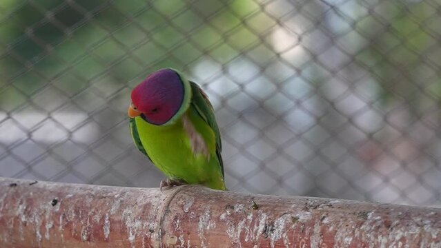 plum-headed parakeet parrot preached on the tree branch in zoo slow motion 240fps 