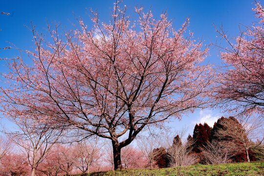 長湯の大漁桜
