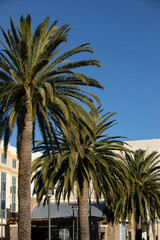 Fototapeta na wymiar Afternoon sun shines on the buildings of downtown Cupertino, California, USA.