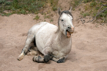 White horse wild stallion with open mouth while laying down in sand wash in the Salt River wild horse management area near Scottsdale Arizona United States