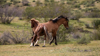 Wild horse stallions kicking while fighting in the Salt River Canyon area near Scottsdale Arizona United States