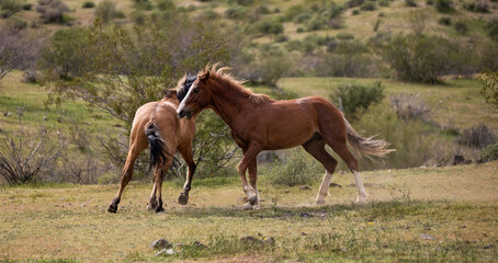 Wild horse stallions running and biting while fighting in the Salt River Canyon area near...