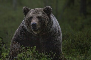 Amongst Giants: Finding Harmony in the Habitat of the Beautiful Bear
