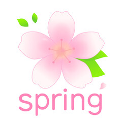 springの文字と桜のイラスト