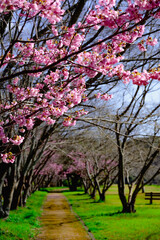 Fototapeta premium 宇佐の陽桜桜