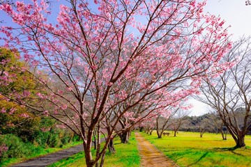 Obraz premium 宇佐の陽桜桜