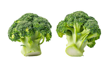 New Broccoli Harvest isolated on transparent Background