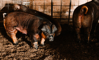 pigs in a barn