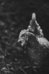 chicken