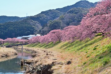 河津桜