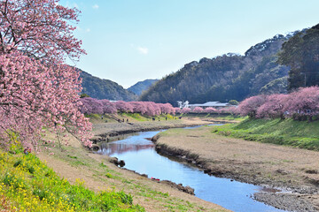 河津桜