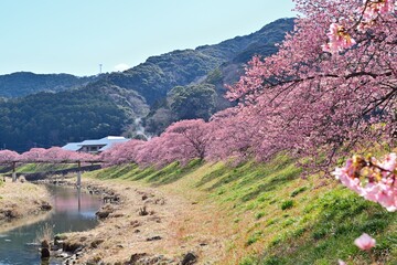 河津桜