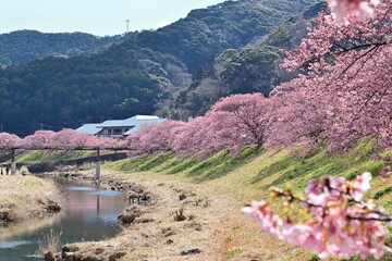 河津桜