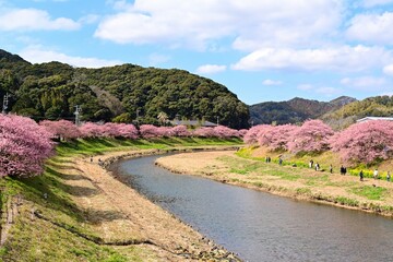 河津桜