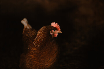 chicken on the farm