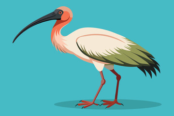 a-ibis-vector-illustration