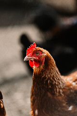 chicken on the farm
