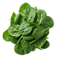fresh spinach leaves isolated