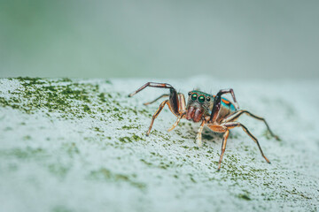 Colorful jumping spider on cement floor, Selective focus, macro shot, Thailand.