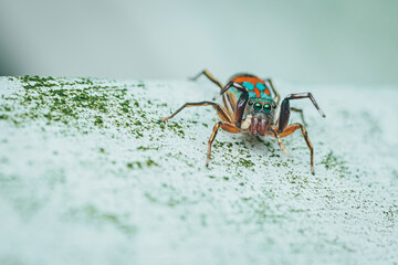 Colorful jumping spider on cement floor, Selective focus, macro shot, Thailand.