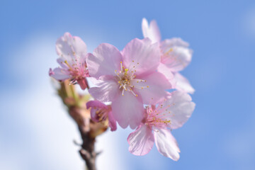 河津桜
さくら
桜
春
日本