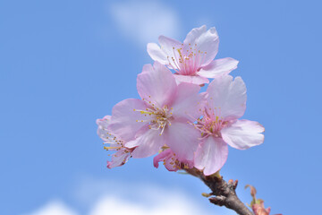 河津桜
さくら
桜
春
日本
